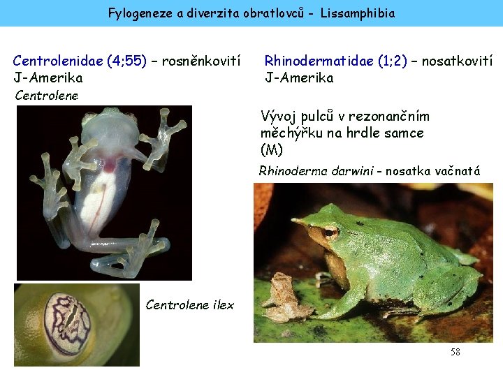 Fylogeneze a diverzita obratlovců - Lissamphibia Centrolenidae (4; 55) – rosněnkovití J-Amerika Centrolene Rhinodermatidae