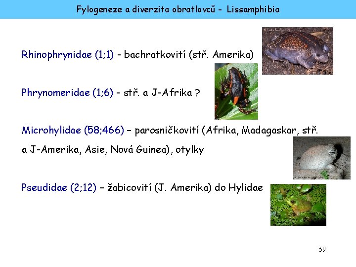 Fylogeneze a diverzita obratlovců - Lissamphibia Rhinophrynidae (1; 1) - bachratkovití (stř. Amerika) Phrynomeridae