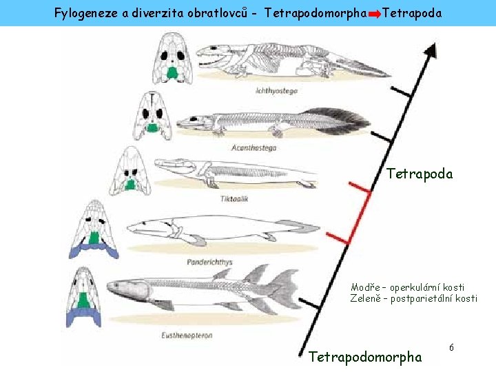 Fylogeneze a diverzita obratlovců - Tetrapodomorpha Tetrapoda Modře – operkulární kosti Zeleně – postparietální