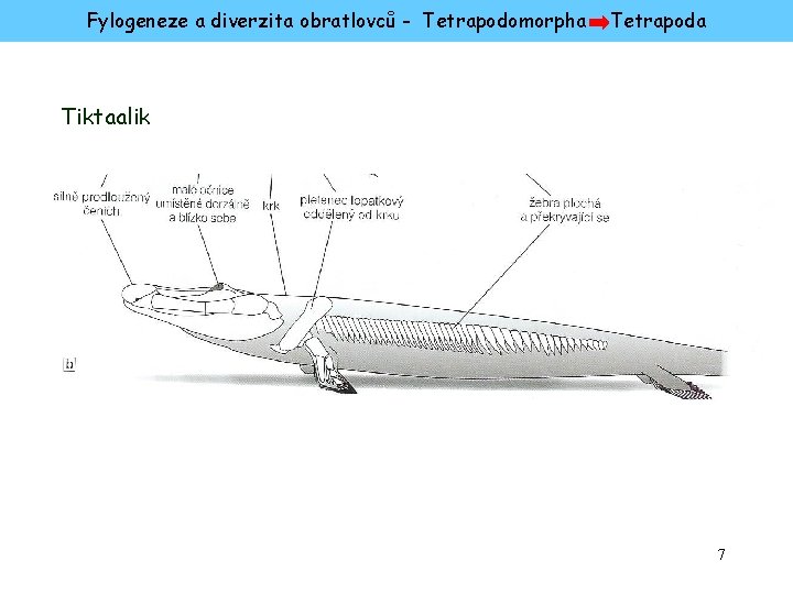 Fylogeneze a diverzita obratlovců - Tetrapodomorpha Tetrapoda Tiktaalik 7 