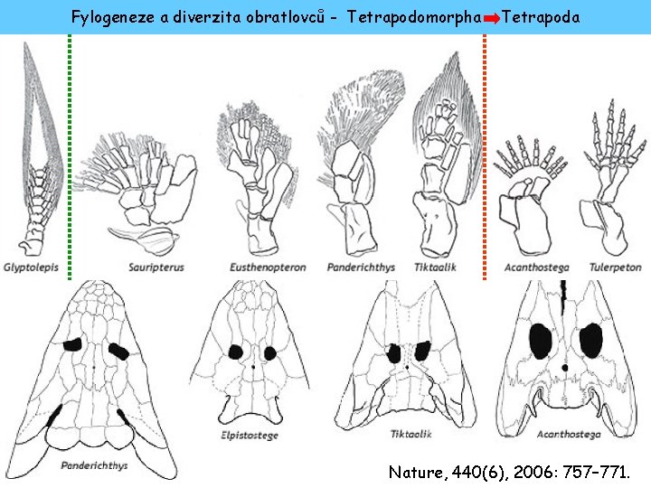 Fylogeneze a diverzita obratlovců - Tetrapodomorpha Tetrapoda 8 Nature, 440(6), 2006: 757– 771. 