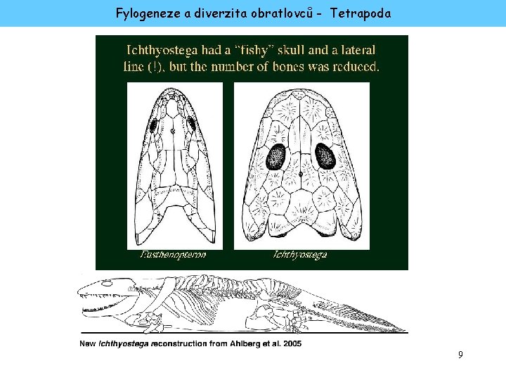 Fylogeneze a diverzita obratlovců - Tetrapoda 9 