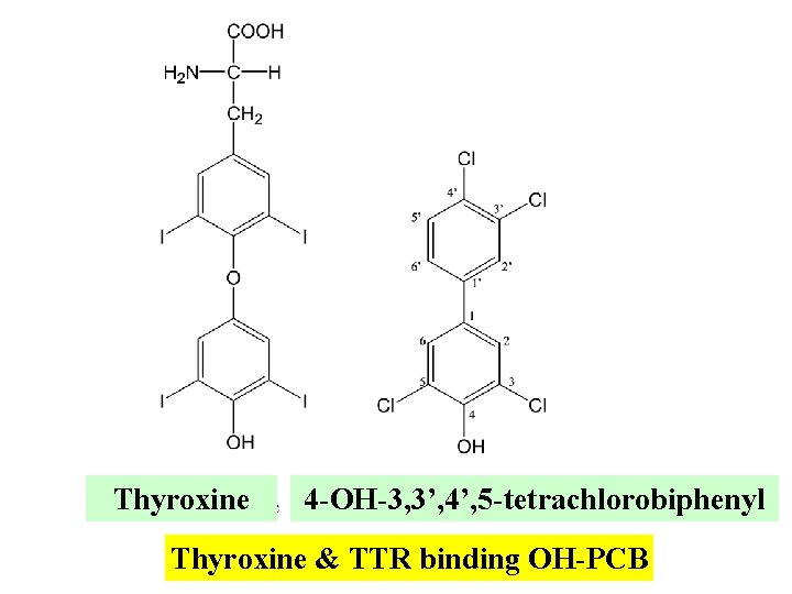 Thyroxine 4 -OH-3, 3’, 4’, 5 -tetrachlorobiphenyl Thyroxine & TTR binding OH-PCB 