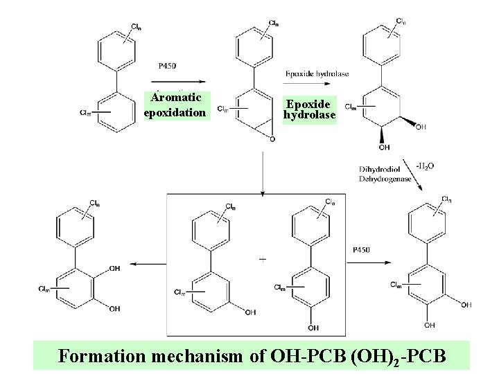 Aromatic epoxidation Epoxide hydrolase Formation mechanism of OH-PCB (OH)2 -PCB 
