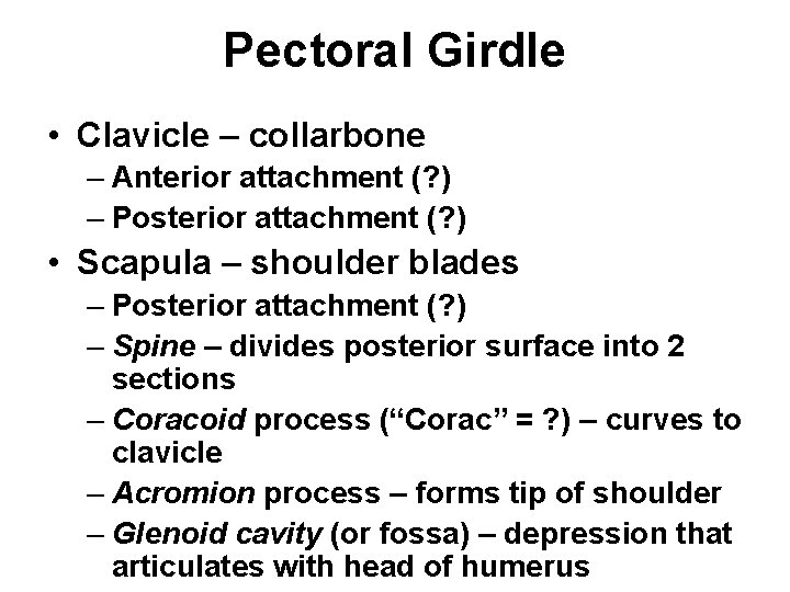 Pectoral Girdle • Clavicle – collarbone – Anterior attachment (? ) – Posterior attachment