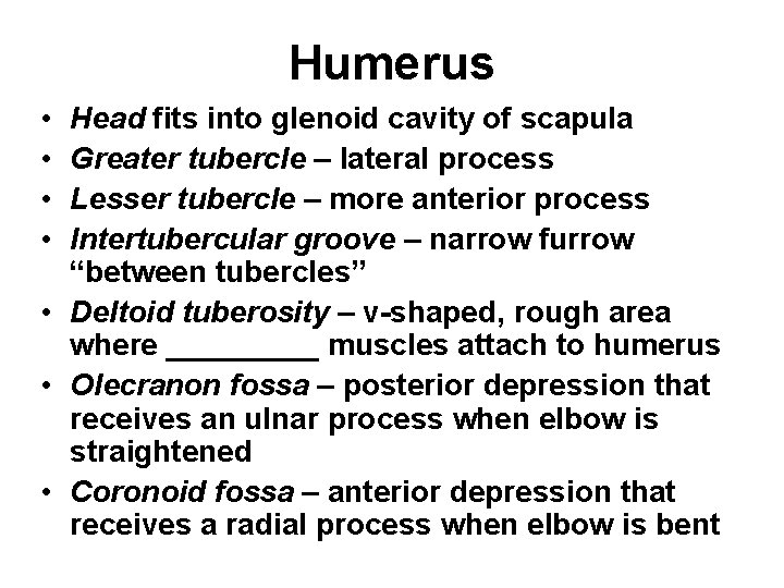 Humerus • • Head fits into glenoid cavity of scapula Greater tubercle – lateral