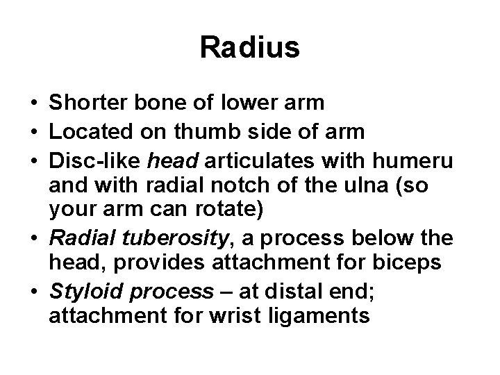 Radius • Shorter bone of lower arm • Located on thumb side of arm