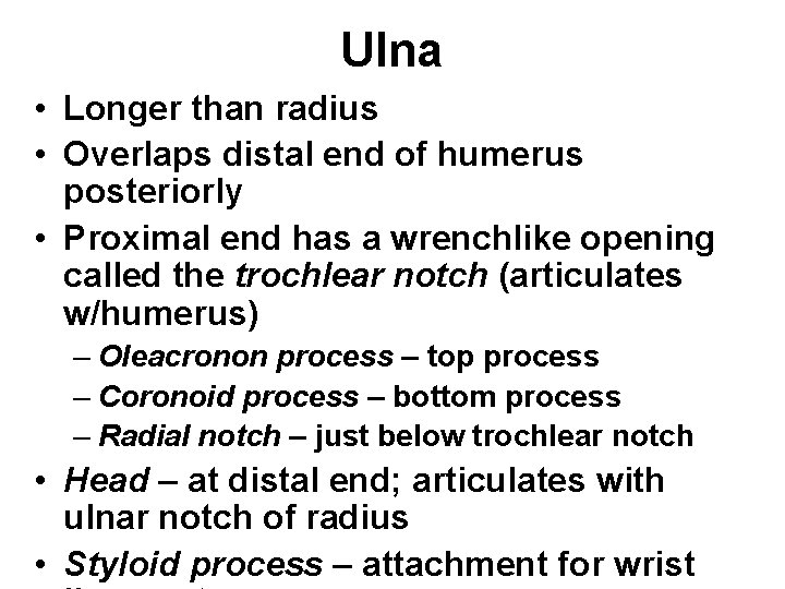 Ulna • Longer than radius • Overlaps distal end of humerus posteriorly • Proximal