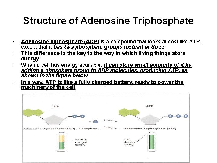 Structure of Adenosine Triphosphate • • Adenosine diphosphate (ADP) is a compound that looks