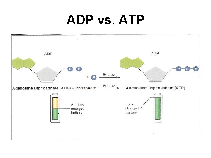 ADP vs. ATP 