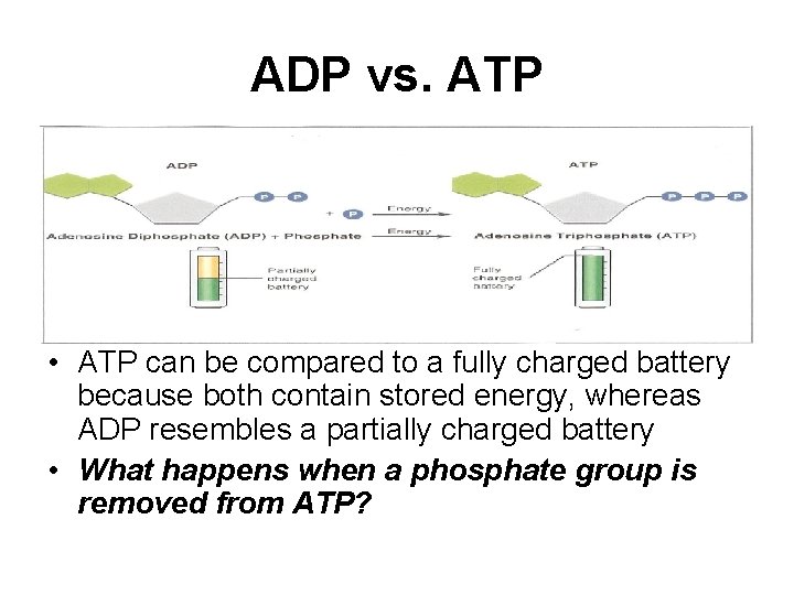 ADP vs. ATP • ATP can be compared to a fully charged battery because