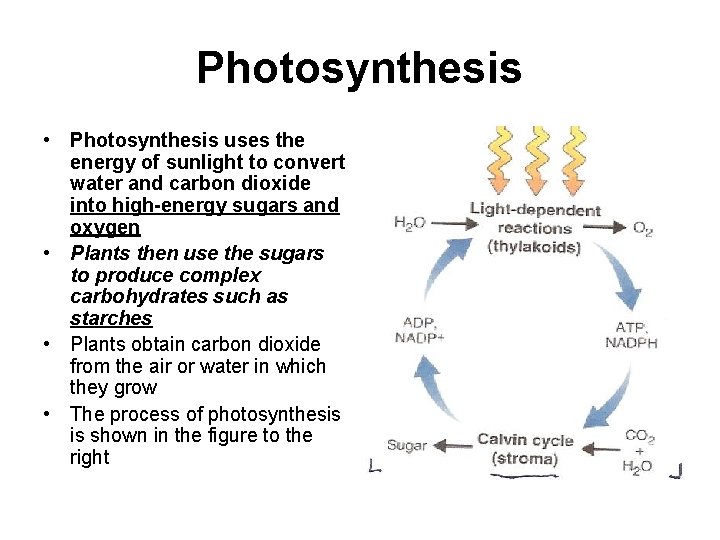 Photosynthesis • Photosynthesis uses the energy of sunlight to convert water and carbon dioxide