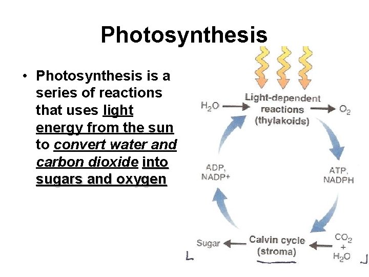 Photosynthesis • Photosynthesis is a series of reactions that uses light energy from the