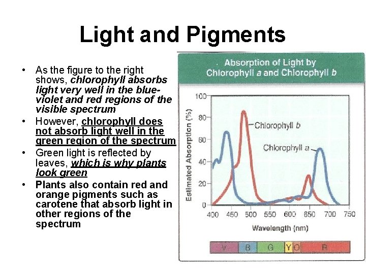 Light and Pigments • As the figure to the right shows, chlorophyll absorbs light