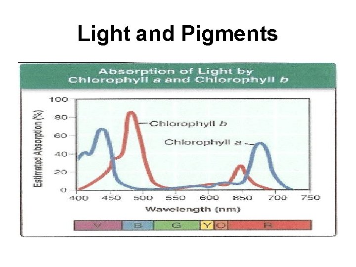 Light and Pigments 