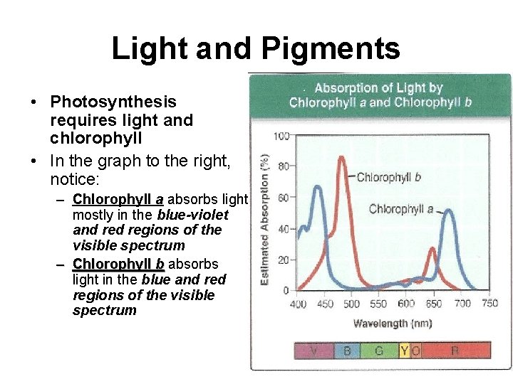 Light and Pigments • Photosynthesis requires light and chlorophyll • In the graph to