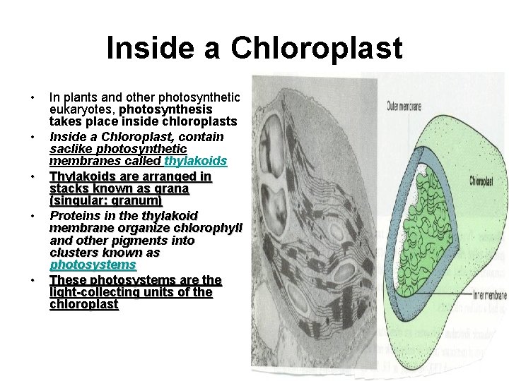 Inside a Chloroplast • • • In plants and other photosynthetic eukaryotes, photosynthesis takes