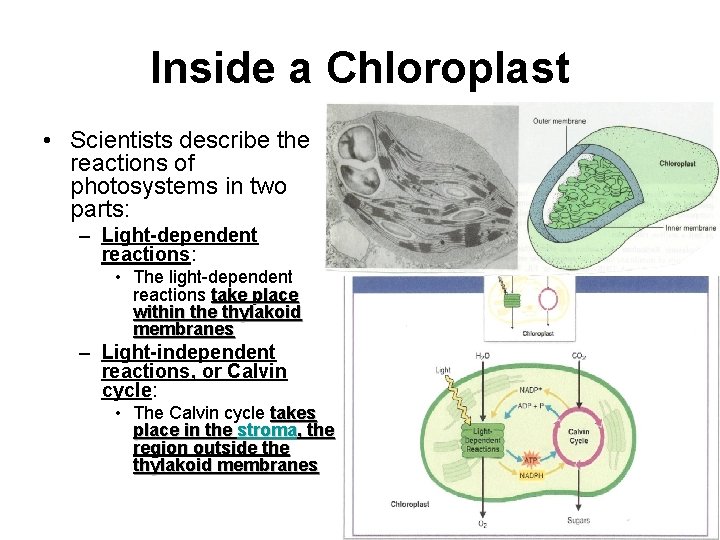 Inside a Chloroplast • Scientists describe the reactions of photosystems in two parts: –