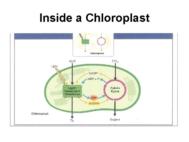 Inside a Chloroplast 