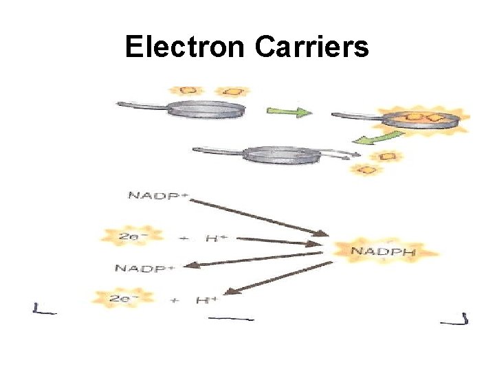 Electron Carriers 