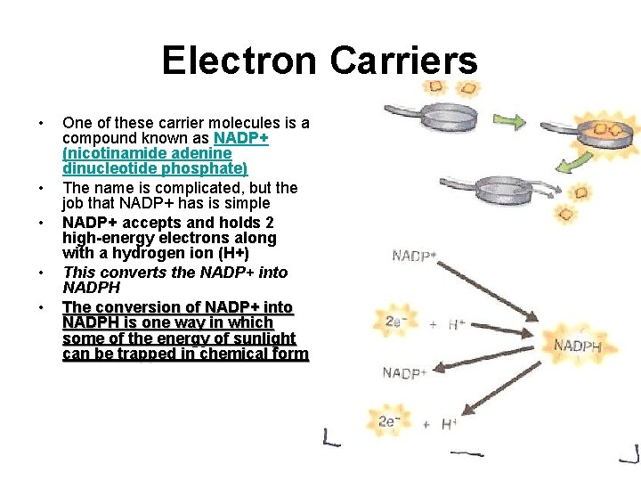 Electron Carriers • • • One of these carrier molecules is a compound known