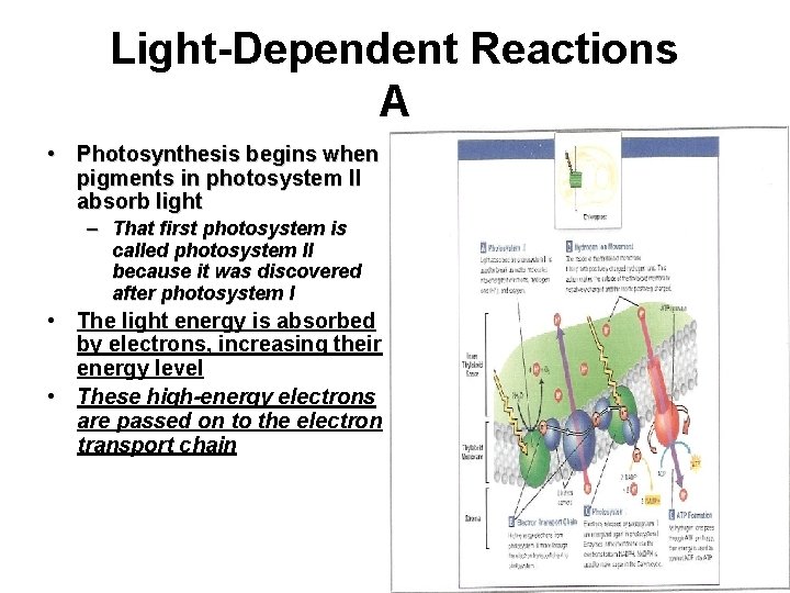 Light-Dependent Reactions A • Photosynthesis begins when pigments in photosystem II absorb light –