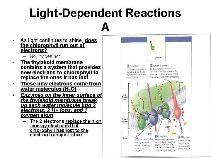 Light-Dependent Reactions A • As light continues to shine, does the chlorophyll run out