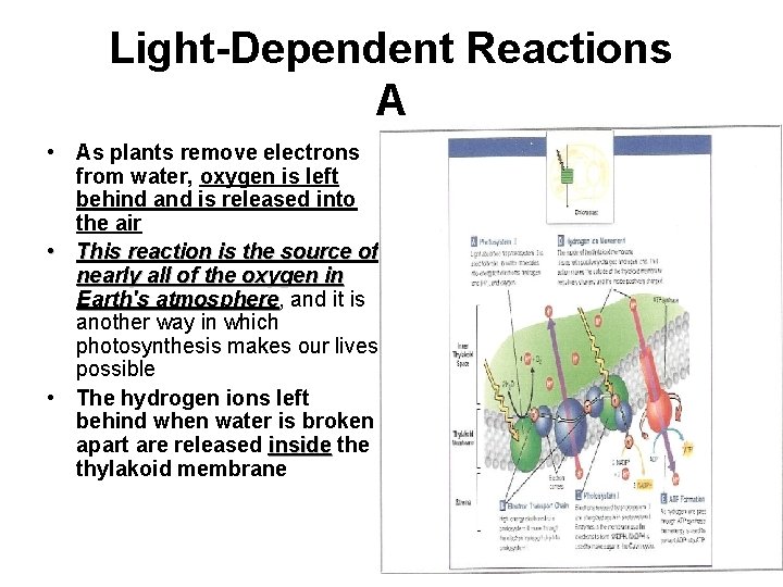 Light-Dependent Reactions A • As plants remove electrons from water, oxygen is left behind