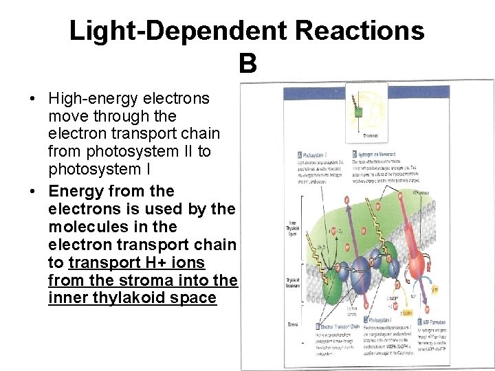 Light-Dependent Reactions B • High-energy electrons move through the electron transport chain from photosystem