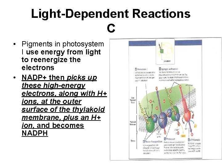 Light-Dependent Reactions C • Pigments in photosystem I use energy from light to reenergize
