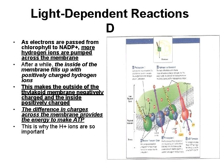 Light-Dependent Reactions D • • • As electrons are passed from chlorophyll to NADP+,