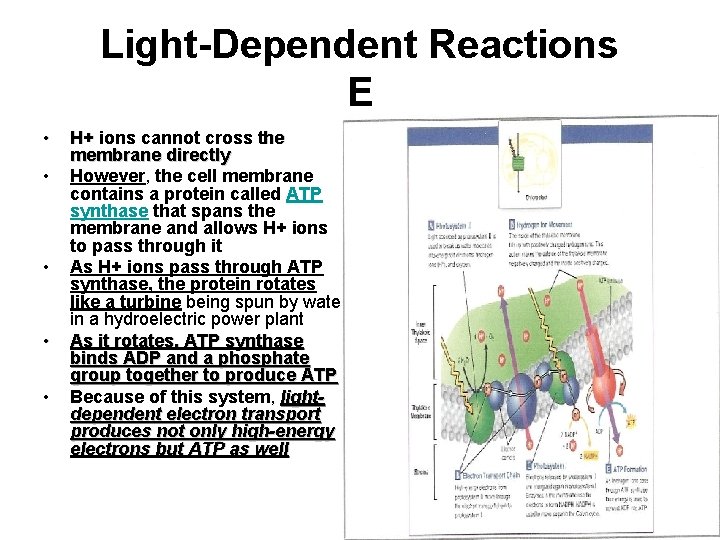 Light-Dependent Reactions E • • • H+ ions cannot cross the membrane directly However,