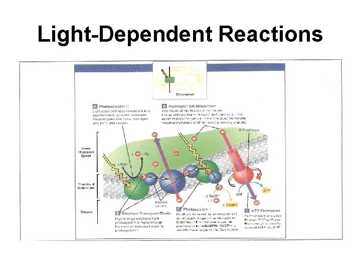 Light-Dependent Reactions 