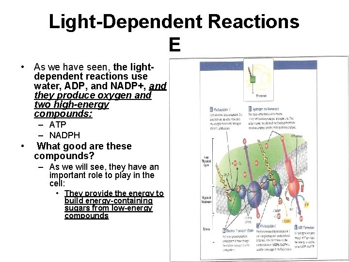 Light-Dependent Reactions E • As we have seen, the lightdependent reactions use water, ADP,