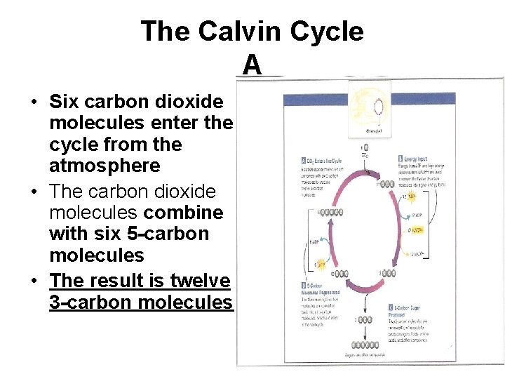 The Calvin Cycle A • Six carbon dioxide molecules enter the cycle from the