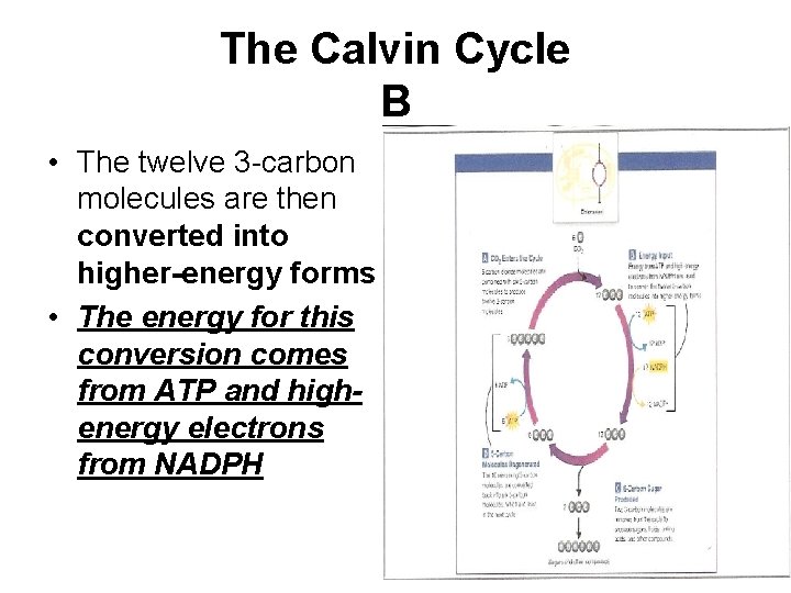 The Calvin Cycle B • The twelve 3 -carbon molecules are then converted into