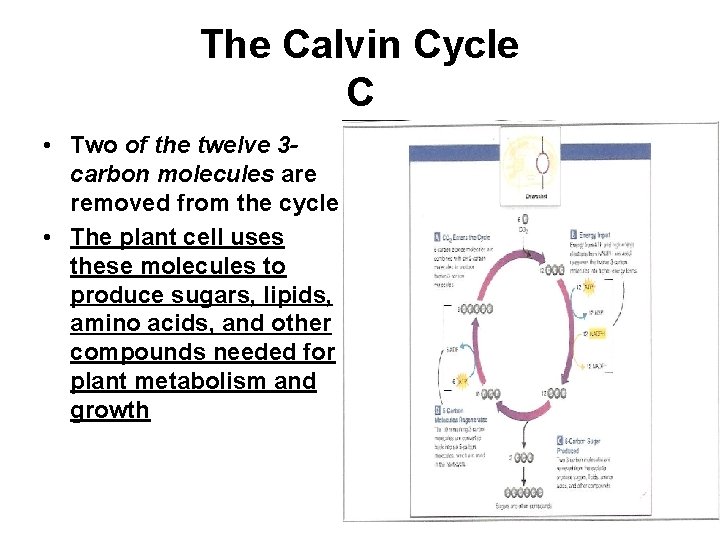 The Calvin Cycle C • Two of the twelve 3 carbon molecules are removed