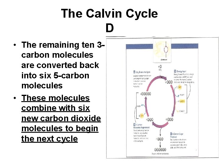 The Calvin Cycle D • The remaining ten 3 carbon molecules are converted back