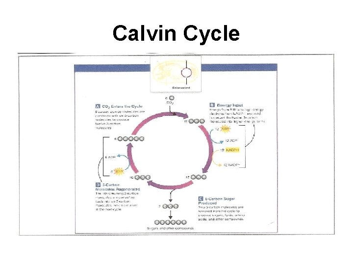 Calvin Cycle 