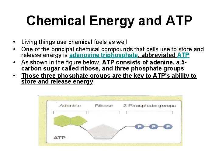 Chemical Energy and ATP • Living things use chemical fuels as well • One