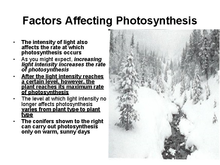 Factors Affecting Photosynthesis • • • The intensity of light also affects the rate