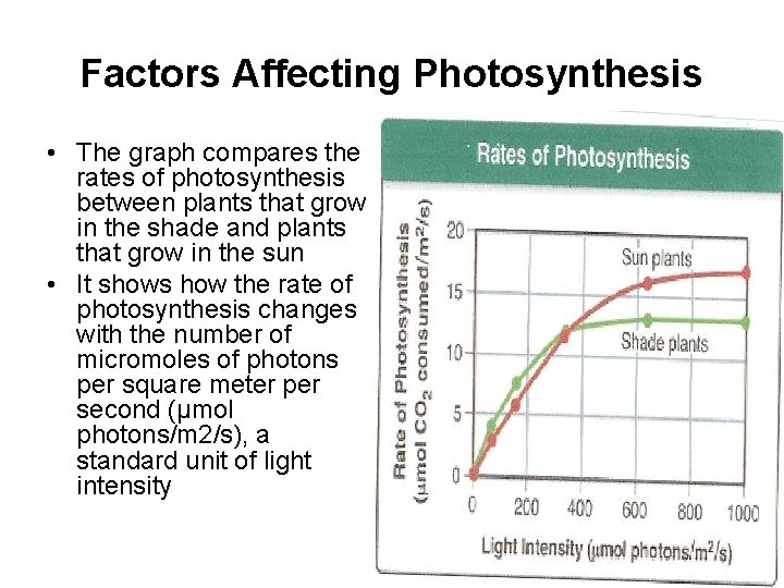 Factors Affecting Photosynthesis • The graph compares the rates of photosynthesis between plants that