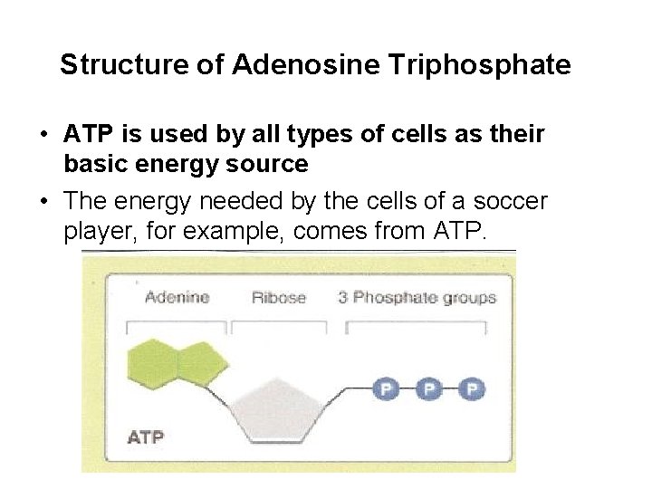 Structure of Adenosine Triphosphate • ATP is used by all types of cells as