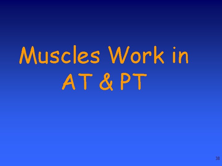 Muscles Work in AT & PT 38 