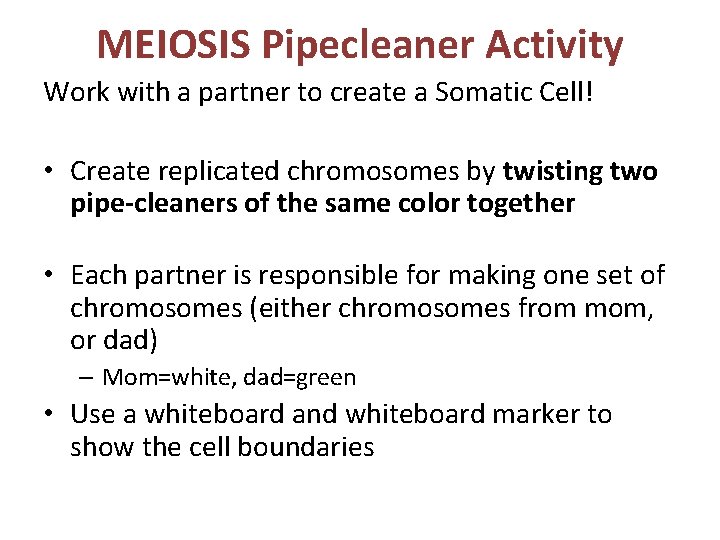 MEIOSIS Pipecleaner Activity Work with a partner to create a Somatic Cell! • Create
