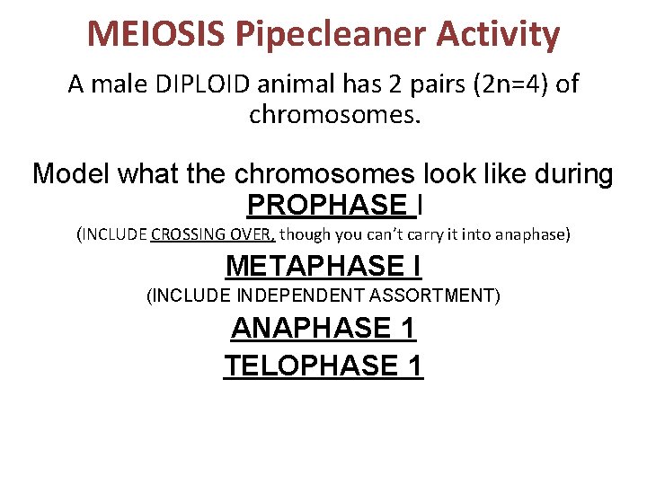 MEIOSIS Pipecleaner Activity A male DIPLOID animal has 2 pairs (2 n=4) of chromosomes.