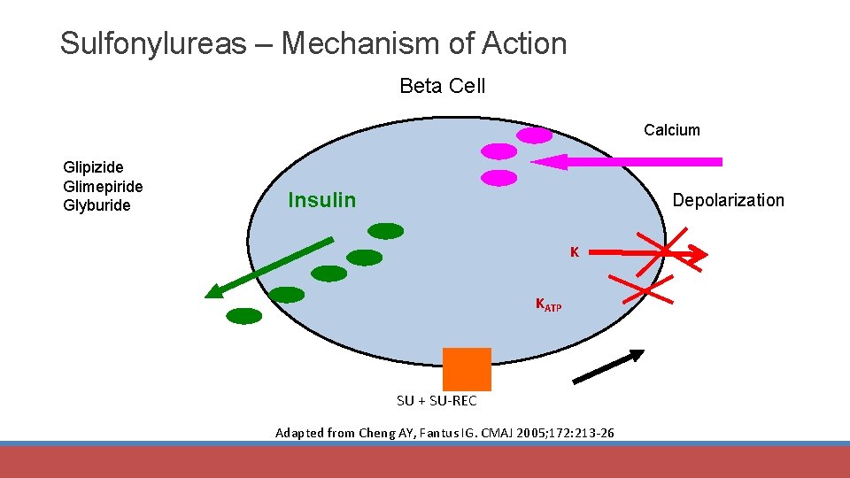 Sulfonylureas – Mechanism of Action Beta Cell Calcium Glipizide Glimepiride Glyburide Insulin Depolarization K