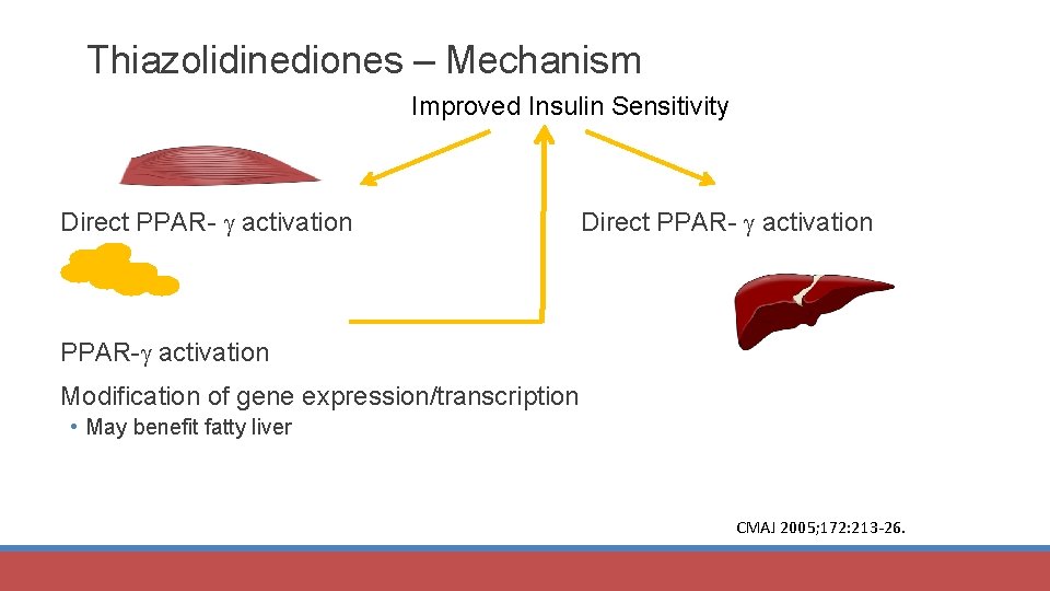 Thiazolidinediones – Mechanism Improved Insulin Sensitivity Direct PPAR- activation PPAR- activation Modification of gene