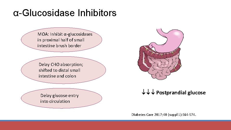α-Glucosidase Inhibitors MOA: Inhibit α-glucosidases in proximal half of small intestine brush border Delay