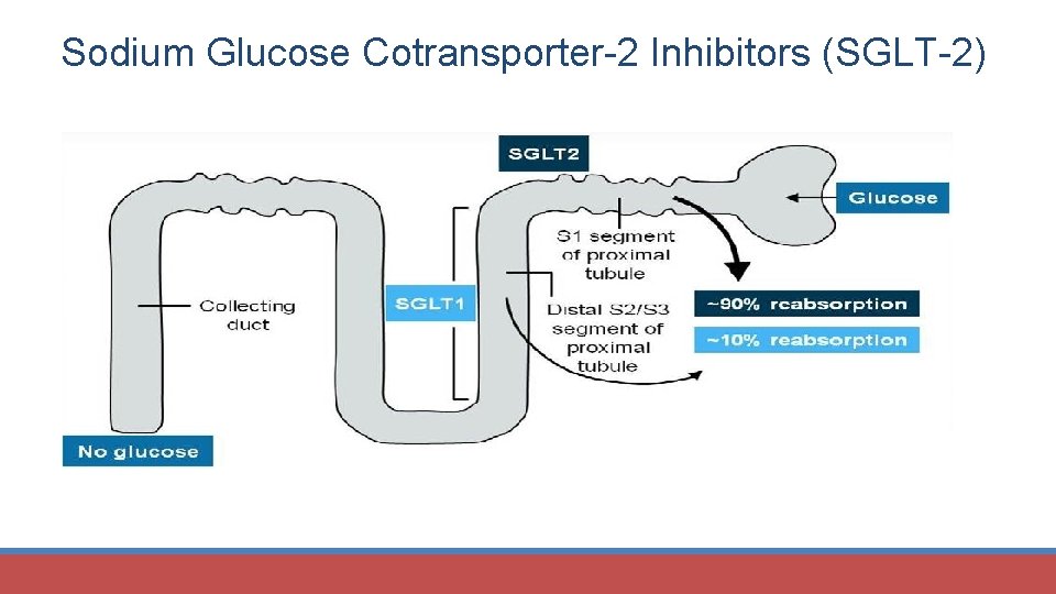 Sodium Glucose Cotransporter-2 Inhibitors (SGLT-2) 